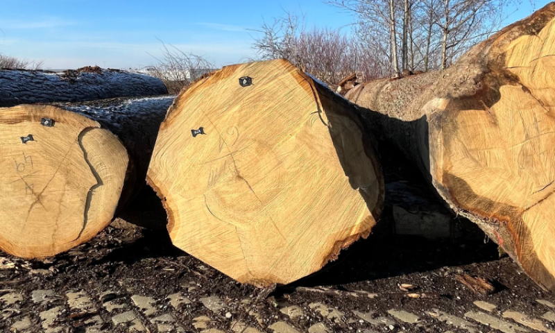Aukce překonala český rekord
