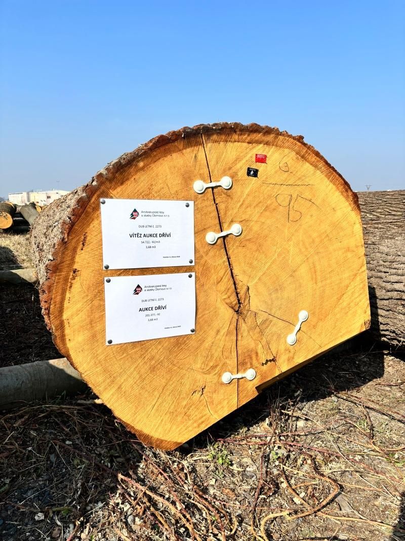 XI. aukce cenných sortimentů dříví v Holešově přinesla lepší výsledky než loňský ročník