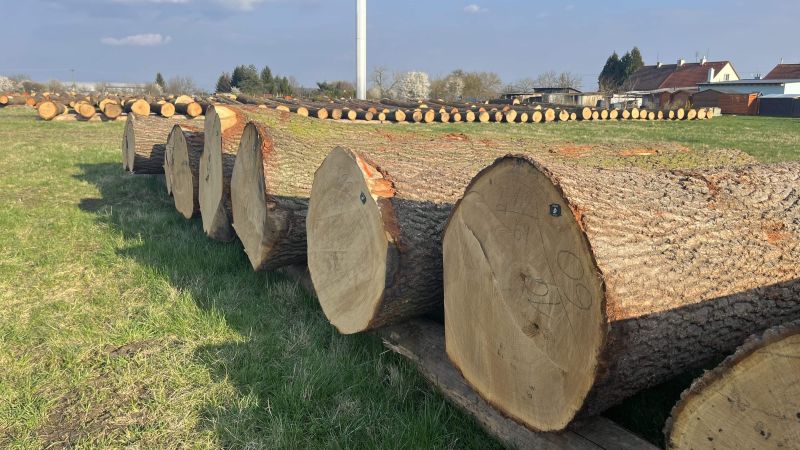 VII. aukce dříví ALSOL